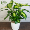 Plante Dieffenbachia Panamensis casablanca rabat maroc