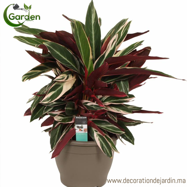 Plante Calathea