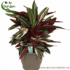 Plante Calathea