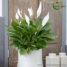 Plante Spathiphilum