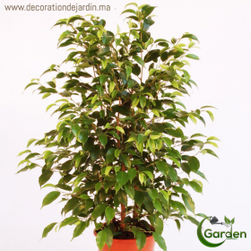 Plante Ficus Daniel