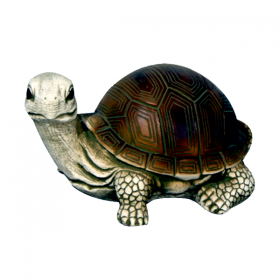 Tortue russe moyenne