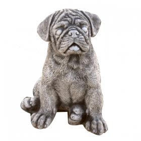 Chien BULDOG