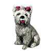 Chien YORKSHIRE