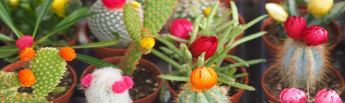 Cactus et plantes grasses